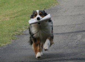 dog fetching news
